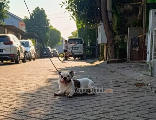 jual-micro-pied-french-bulldog-betina-kaki-pendek-badan-short-tulang-besar-GPMNIOUWZZ