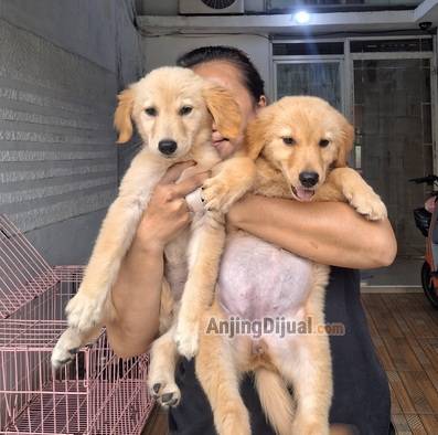 anakan-golden-retriver-CGKWJ45LTP