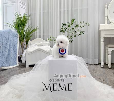 specialty-of-superb-tiny-korean-line-pretty-and-dolly-face-bichon-frise-851KEURSLT