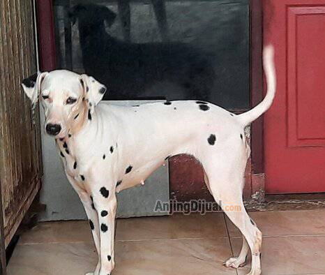 dalmatian-betina-dewasa-4HZIX5RI6C