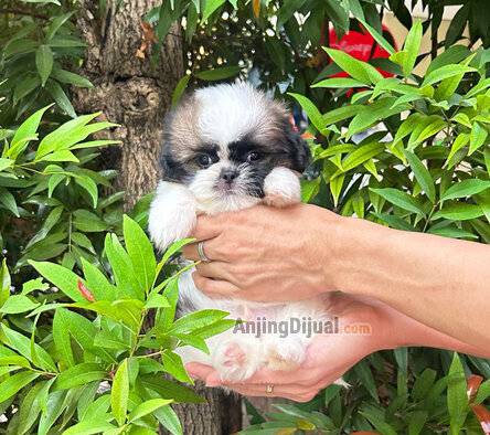 ready-shihtzu-jantan-61L5YXH100