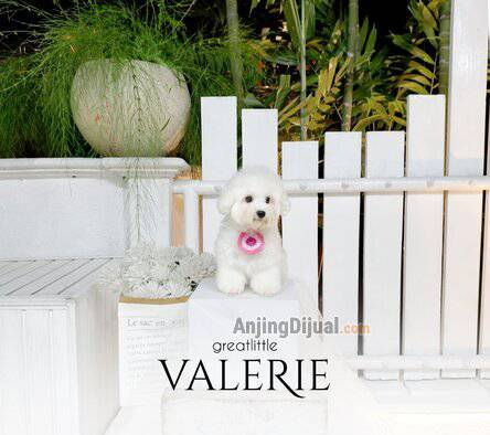 speciality-of-mini-korean-line-pretty-and-dolly-face-bichon-frise-LTLY0JQM84