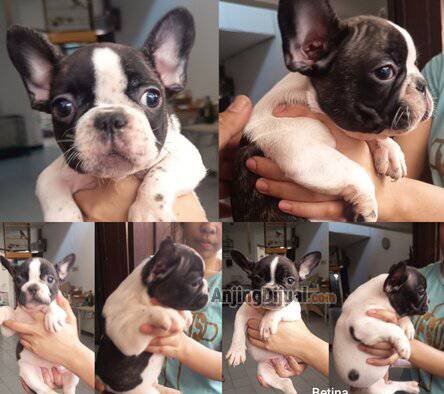 jual-french-bulldog-puppy-stambum-perkin-0OB7CWT509