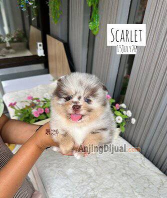 jual-pom-good-quality-gemoy-lucu-miss-scarlet-super-thick-menawan-QR4V8DZPIP