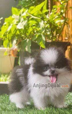 super-cute-panda-pomeranian-KHTH13WS3K