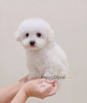 for-sale--1-ekor-male-korean-bichon-tiny-super-cakep-no-stain-sama-sekali-7KIPGHO8TG
