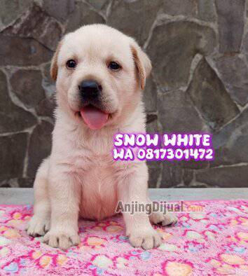 jual-puppy-labrador-betina--snow-white--anak-multichampion-simba-J53QWMD7UO