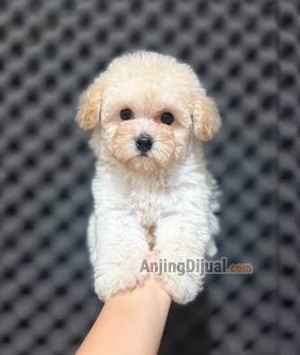 jual-tiny-poodle-E8PD1D520X
