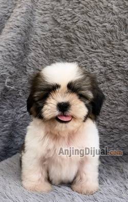 jual-anakan-shihtzu-jantan-high-quality-female-puppy-5R2EG3CFYC