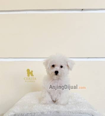 jual-bichon-frise-x-poodle-good-quality-4F1VQU6NPG
