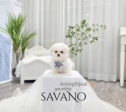 speciality-of-tiny-korean-line-pretty-and-dolly-face-bichon-frise-WZZWLXJS9C