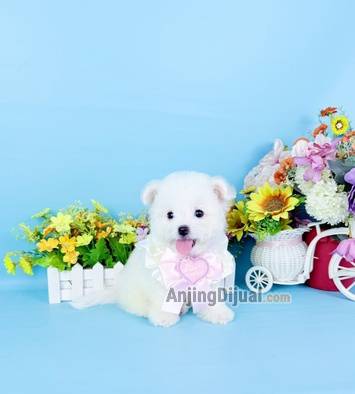 jual-korean-mini-bichon-female-super-cute-face-like-a-doll-bloodline-import-korea-874NFD89UU