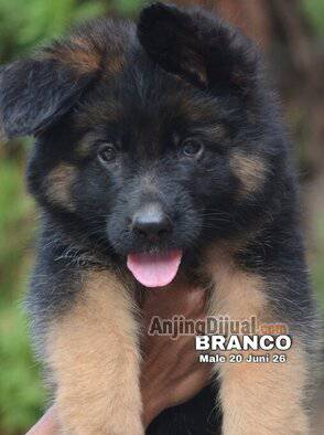 jual-cute-adorable-herder-puppy-longhair--branco-R6PB67A914