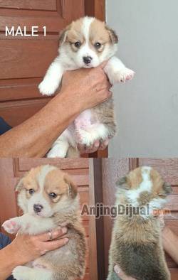 anakan-corgi-longhair-WG25OU4XOH