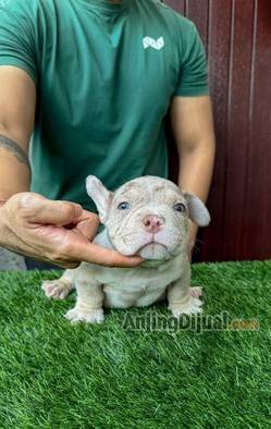 jual-anakan-american-bully-exotic-WBMKYQUE11