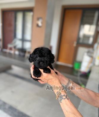 jual-poodle-tiny-black-solid-betina-V59Y6J9HX3