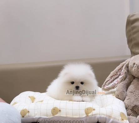 for-sale-top-class-import-quality-white-pomeranian-by-eclairepoms-NA7JXQONUA