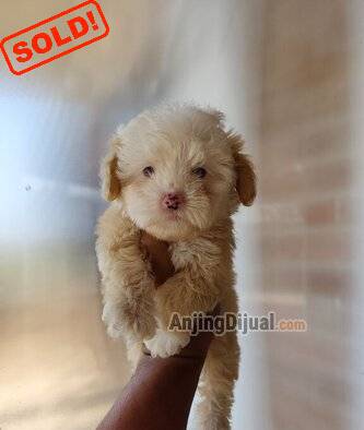 jual-f1b-maltipo-super-cute-and-curly-affordable-RGBNFQTRN3
