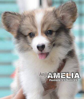 jual-cute-adorable-corgi-puppies--amelia-NYSI1B1APC