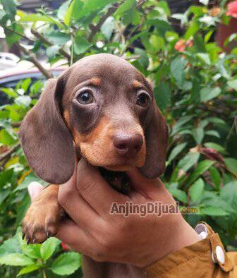 puppy-female-mini-dachshund-Z78K7BD6SH