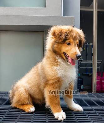 jual-anjing-sheltie-top-quaility-sable-male-bulu-tebal-big-bone-WIK3SP9MWV