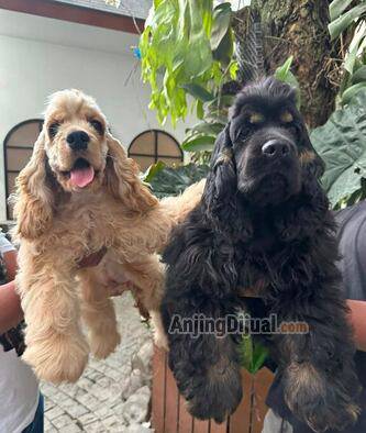 jual-american-cocker-spaniel-puppies-jantan-ON28AK4FA4