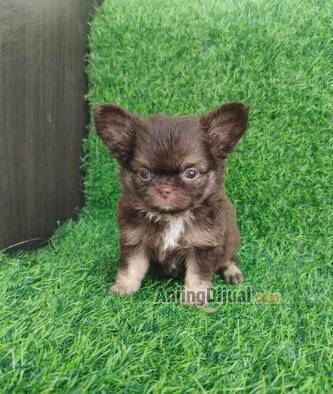 jual-puppy-female-mini-chihuahua-longhair-H26FXPHLGW