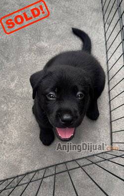 jual-anakan-labrador-pure-breed-stambum-3EX60YZ3W7