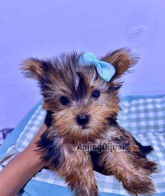 jual-anakan-yorkshire-terrier-jantan-supermini-S7N4MHCT4I