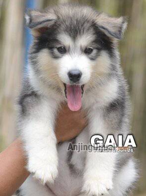 jual-cute-adorable-alaskan-puppy-gaia-CXPCWNWZY8
