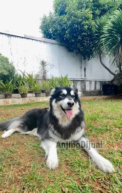 ready-indukan-alaskan-malamute-2-years-old-female-35M8XU5CVD