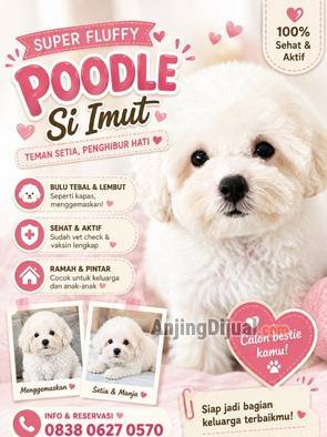 jual-poodle-murah-Q8TO51OZHB