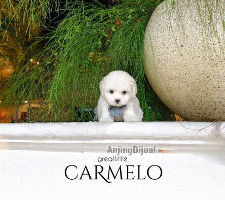 jual-speciality-of-superb-tiny-korean-line-pretty-and-dolly-face-bichon-frise-CJ88A3GZFS