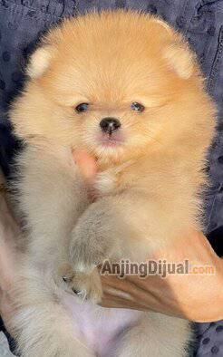 jual-orange-color-female-pomeranian-top-bloodlines-R0LQSHZ75X
