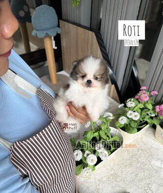 jual-pom-ekonomis-gemoy-lucu-mr-roti--super-thick-menawan-RELZQAS86V
