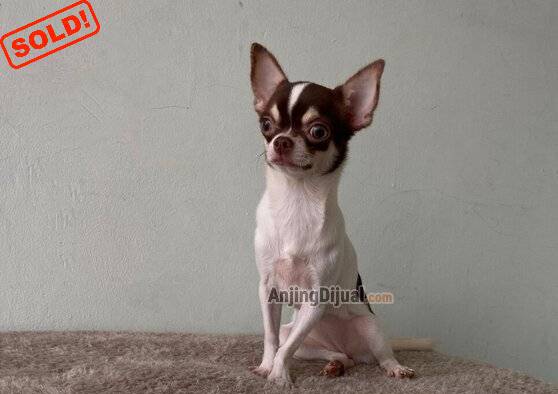 jual-calon-indukan-chihuahua-big-sale-YSCAROPYSO