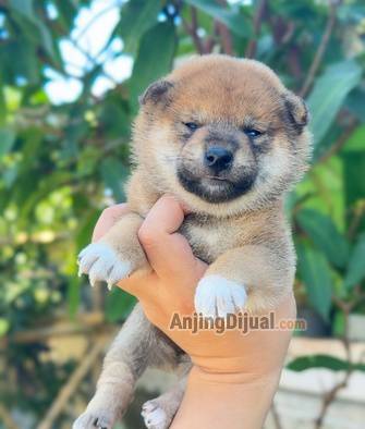jual-shiba-inu-puppy-red--male-female-orange-jepang-good-quality-E6F2VRDD0U