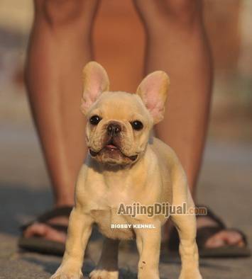 jual-french-bulldog-puppy-female-cream--anakan-anjing-frenchie-betina-warna-langka-B2MK8XEJ6W