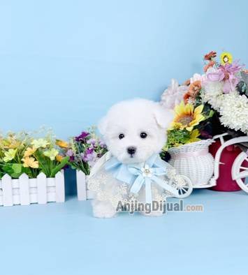 jual-male-korean-mini-bichon-muka-super-imut-karakter-baik-dan-manja-super-friendly-Z9UFTP7KGG