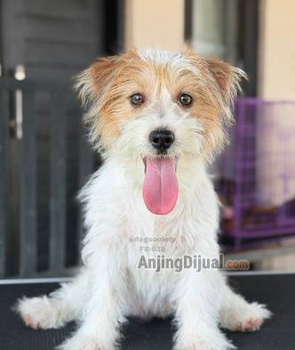 jual-jack-russel-rough-coat-betina-puppy-OVJX69LHQD