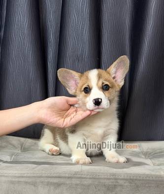 jual-corgi-betina-warna-sable-super-gembul-lucu-ZW9JDFN37C