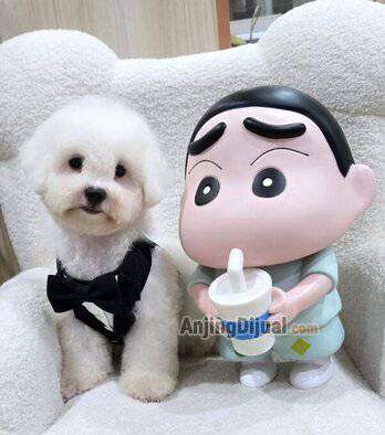 jual-2-ekor-puppy-poodle-DNRO0V4226
