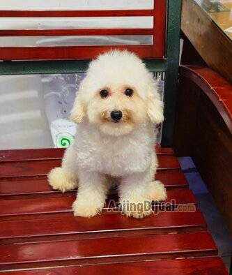 jual-remaja-poodle-light-apricot-teacup-size-kecil-murah-1RJL17OJZU