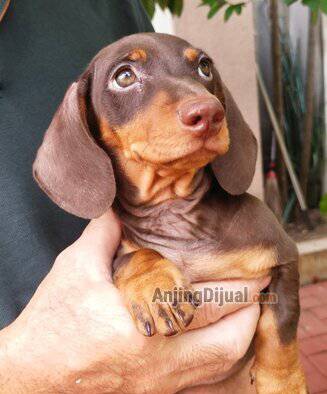 2-ekor-mini-dachshund-good-quality-BJI34HPSYI