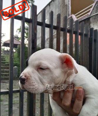 jual-anakan-american-bully-exotic-pocket-TURENDZESC