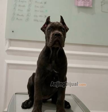 cane-corso-pedigree-imported-bloodline-limited-availability-purebreed-italian-mastiff-with-papers-4NGGAU9T0I