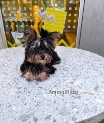 puppy-female-teacup-yorkshire-DJK5EL9W70