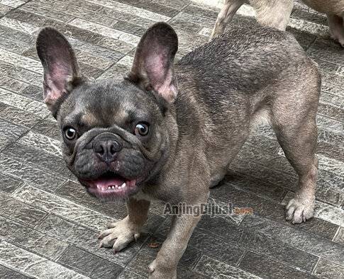 jual-frenchie-exotic-blue-fawn-jantan-remaja-9Q9THRMEVB
