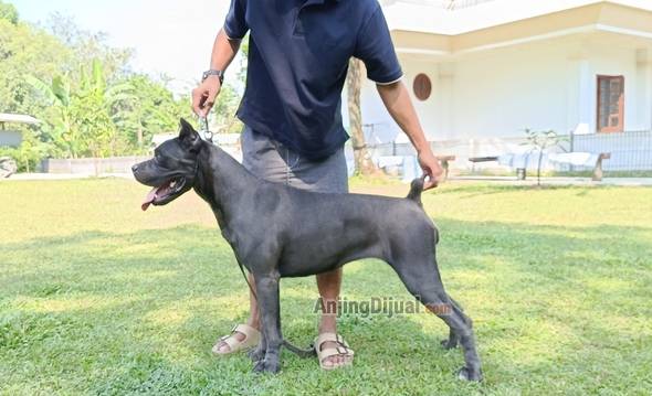 jual-cane-corso-remaja-betina-top-quality-Q5IBPQ7NHL