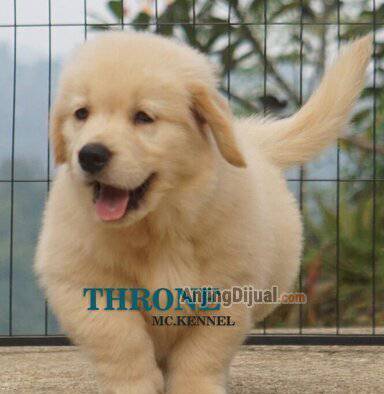 jual-1-ekor-golden-retriever-puppy-jantan-R3Q03Q89T2